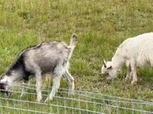 two goats grazing in a field of grass at Spacious Queen and Single Farmhouse Room in Worragee