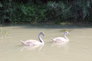 Foto dalla galleria di Pensiunea Heracleea a Jurilovca