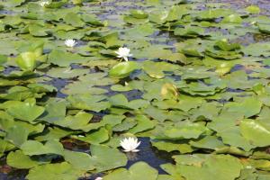 Foto dalla galleria di Pensiunea Heracleea a Jurilovca