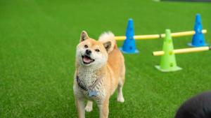 a dog is standing in front of a seesaw at Gapyeong Ddobagi Pet & Spa Glamping in Gapyeong