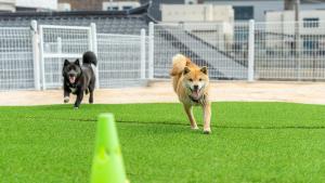 two dogs running on a field of grass at Gapyeong Ddobagi Pet & Spa Glamping in Gapyeong
