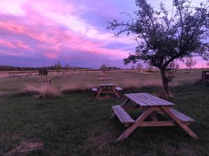 two picnic tables in a field with a tree at Ferienhof Löbejün in Löbejün +10 photos