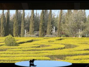 a person riding a skateboard in a field of flowers at Cyherbia Botanical Park & Labyrinth in Avgorou