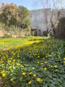 a field of yellow flowers in a yard at BoomCoeur in Niort