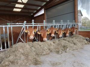 a group of cows eating hay in a barn at Ferienbauernhof Brandt in Klein-Bieberau
