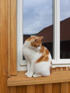an orange and white cat sitting on a window sill at Ferienbauernhof Brandt in Klein-Bieberau
