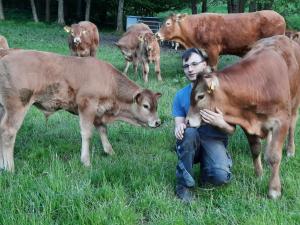 a man kneeling in a field with two cows at Ferienbauernhof Brandt in Klein-Bieberau