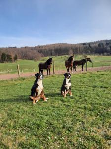 two dogs sitting in a field looking at horses at Ferienbauernhof Brandt in Klein-Bieberau +29 photos