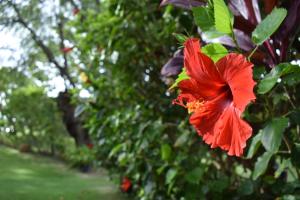 a red flower is hanging from a tree at Nona Lani Cottages in Kihei