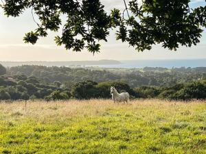 a sheep standing on a hill in a field at Barrel Cabin 2 in Trethurgy