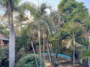 a pool in a garden with palm trees at Hacienda Cordova in San Sebastián Etla