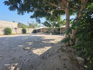 a tree in the middle of a dirt road at Nómadas in San Luis