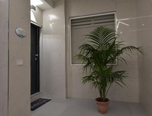 a potted plant in a room with a window at House Nonno Viky in Volla +18 photos