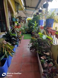 a greenhouse filled with potted plants on a sidewalk at Johan home stay AC in Thiruchendur