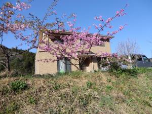 a house on top of a hill with a tree at ペンション石田 in Nii