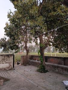 a dog is standing next to a tree at Padda Farm house in Patiāla