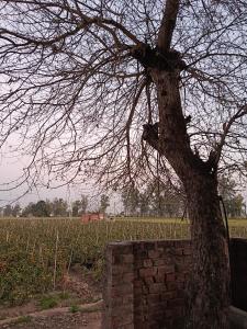a tree next to a brick wall next to a field at Padda Farm house in Patiāla