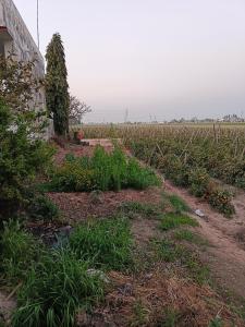a field of plants next to a house at Padda Farm house in Patiāla