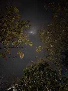 a view of the moon through the trees at night at B&A Stays in Dehradun