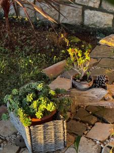 two potted plants in baskets on a stone path at Kallmi View - Nature Retreat on the Albanian Adriatic Coast in Durrës +39 photos