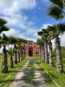 a row of palm trees in front of a building at chitoui in Ben Slimane
