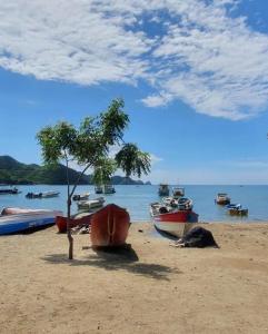 a group of boats on a beach with a tree at La Masia Hostal in Taganga