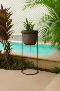 a pot sitting on a stand with two plants at DezMont Guest House in Mérida