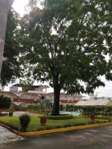 a large tree in the middle of a parking lot at Hotel Los Cedros in Martínez de La Torre +1 photo