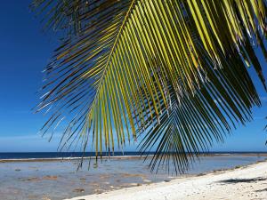 a palm tree sitting on a beach near the ocean at Pension Tipapa in Tikehau