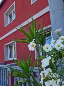 a plant in front of a red building with white flowers at Pension Pale' Bach in Bad Hersfeld