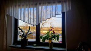 a window with plants and curtains in a room at Waldbühnenblick in Schwarzenberg/Erzgebirge