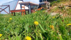 a field of flowers with a bench and a tent at Impecable departamento en radar centrico in Ushuaia