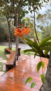 an orange flower on a tree next to benches at Casa.dovale3 in Caeté-Açu