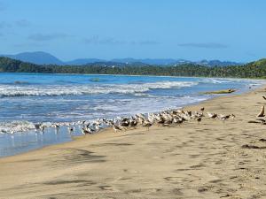 a flock of birds walking on the beach at Ola Azul Apartment in Punta Santiago +3 photos