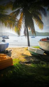 a group of boats on a beach with a palm tree at Location Marigot in Terre-de-Haut