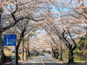 a tree lined street with cherry trees in bloom at Lantern Cottage Izukogen in Ito