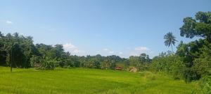 a green field with a palm tree and a house at Calmira Boutique Stay in Kegalle
