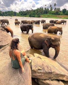 a woman sitting on a rock looking at a herd of elephants at Calmira Boutique Stay in Kegalle