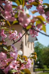 a tree with pink flowers in front of a building at Bogolvar Retreat Resort - Курорт для усамітнення "Богольвар" in Antalovtsi