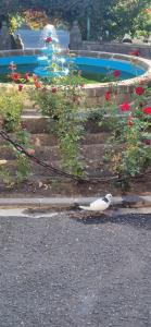 a bird sitting on the ground next to a pool at DINA in Sisian