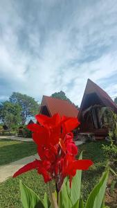 a red flower in front of a building at VILA RINJANI PARADAIS IIn in Sajang +3 photos