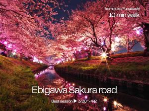 a tree with pink cherry blossoms over a river at suite Funabashi SAKURA2 #202 in Funabashi +51 photos