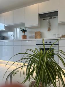 a kitchen with white cabinets and a potted plant at Ocean Drive Boutique Apartment with use of Day time Beach Hut in Brean