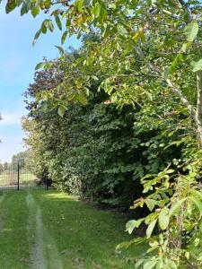 a large green bush on the side of a road at Gastenverblijf Onder een Oude Eik in Tongeren