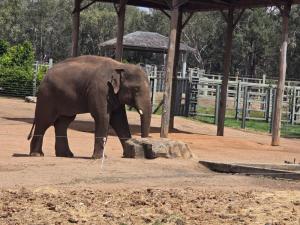 an elephant walking in an enclosure at a zoo at Edwin Cottage Dubbo - close to the hospital in Dubbo +2 photos