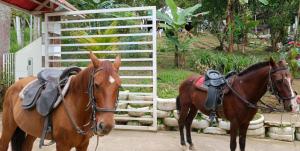 two horses standing in front of a gate at Glamping Eco Azulejo in Arbeláez