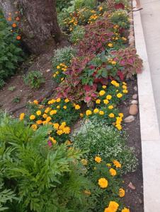 a garden with yellow and orange flowers and a tree at Pousada Solar Curitiba in Curitiba
