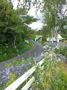 a garden with purple flowers and a road at Cosy Orchard Loft - Fast WIFI in Tauranga +23 photos