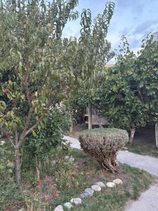 an apple tree and a bush in a garden at Lo de Celia in Chos Malal +16 photos