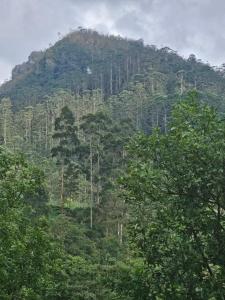 a mountain covered in trees in the distance at Bloomy villa in Hatton